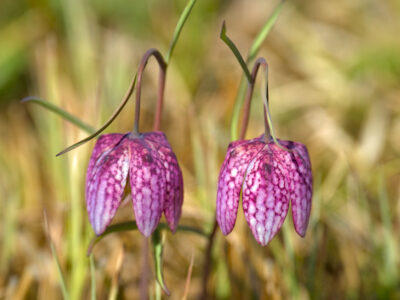 Korunkovka strakatá (Fritillaria meleagris L.) – vzácny klenot našich vlhkých lúk