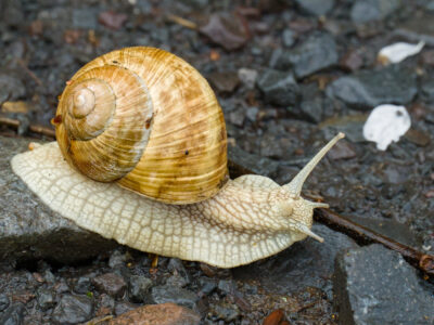 Slimák záhradný (Helix pomatia)